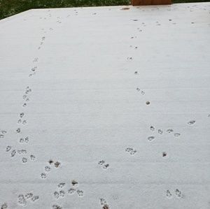 Meet your Posher, Jenny